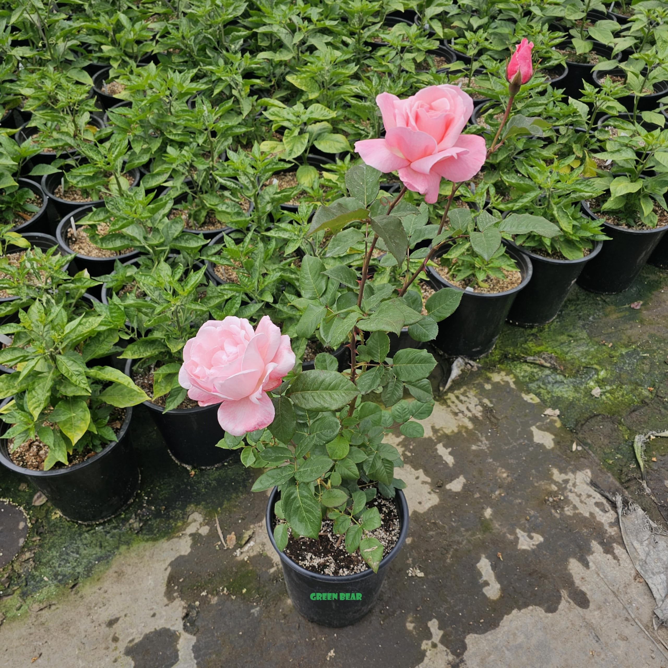 Amazon.com : Rose Bush, Live Plant for Planting Outdoors (
